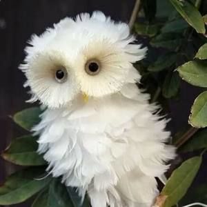 Meet your Posher, Rose